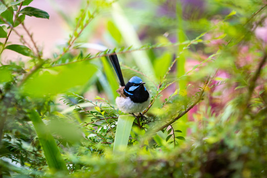 The Superb Fairywren