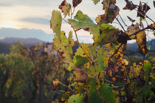 Foglie di vite al tramonto