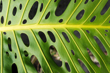 Fototapeta na wymiar Tropical natural Monstera leaf. Split-leaf philodendron, tropical foliage