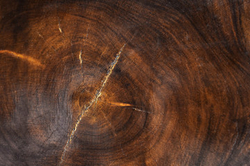 The trunk of a tree © Rawpixel.com