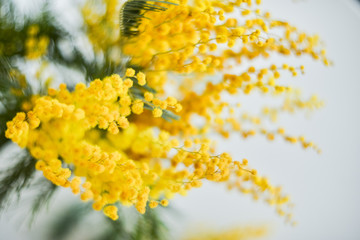 Floral background: a branch of Mimosa on a light background, copyspace for your text: greeting card, blank, mockup, background for greetings on mother's day, international women's day, Spring concept