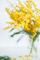 branch of Mimosa in a glass vase on the window on white background, greeting card, mockup, background for greetings on mother's day, international women's day, soft focus