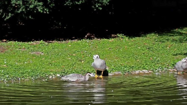 Streifengans -  Anser indicus