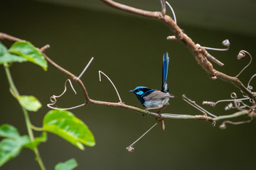 The Superb Fairywren