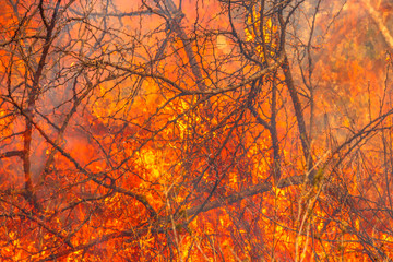 Spice of thorns. Bush on fire outdoor. Fire background conceptual. Dangerous fire in dry season. Strength of fiery conceptual element.