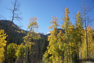 yellow trees in autumn