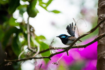 The Superb Fairywren