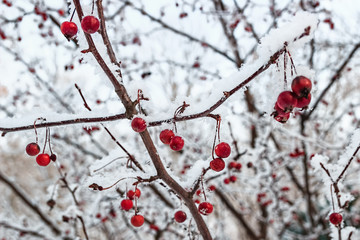Winter landscape. Snowy rowan berry. Snow-covered forest.