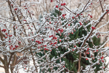 Winter landscape. Snowy rowan berry. Snow-covered forest.