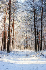 Winter landscape. Snowy nature. Snow-covered forest.