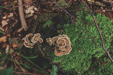 Photo of Autumn forest. Group of brown mushrooms on the old log with moss