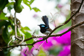 The Superb Fairywren