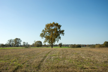 Fototapeta na wymiar Oak tree on the meadow