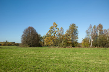 Fototapeta na wymiar Autumnal trees on a green meadow against the sky