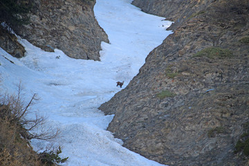 Chamois traversant un névé à la fin de l'hiver
