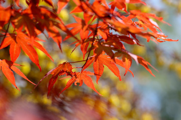 Ahorne (Acer) Blätter im Herbst