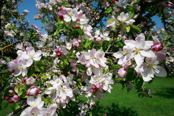 Apfelbaum Blüten im Frühling