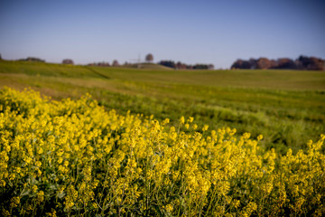Obraz premium Herbstblumen