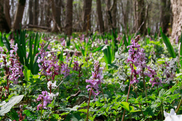 Lerchensporne (Corydalis) im Wald