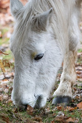 New Forest pony grazes on the floor (head shot)