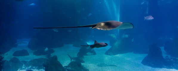 manta ray fish swimming in an oceanic habitat © MandriaPix