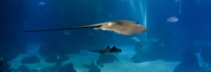 manta ray fish swimming in an oceanic habitat © MandriaPix