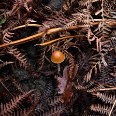 Single mushroom on the forest floor