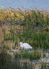 Little egret hunting in shallow water 