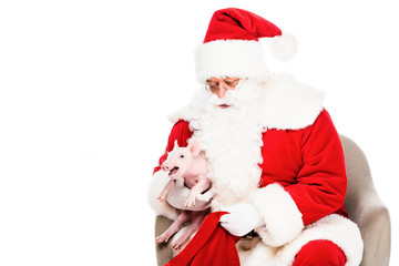 happy santa claus sitting in armchair and petting little pig isolated on white