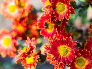 Bouquet of red-yellow chrysanthemums. Annuals chrysanthemum background autumn card. Floral background. Chrysanthemums in the garden.