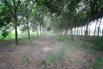 rubber tree of plantation.