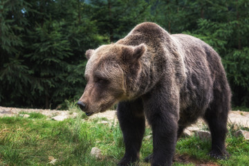 Fototapeta na wymiar Big european brown bear (ursidae, ursus arctos) with expressive sad eyes on the forest background. Carpathian biosphere reserve, Ukraine
