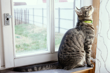 Gray striped cat sitting near the window and looking up