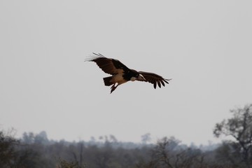 Vulture in Africa