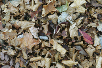 autumn leaves