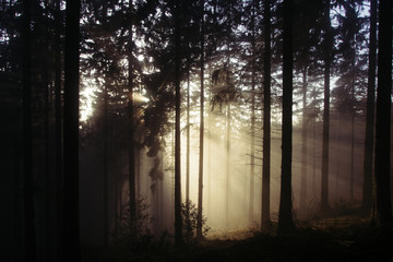 Wald im nebel und warmen licht