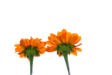 clipping path of chrysanthemums
