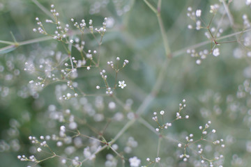 Blurry soft gentle background with many white Baby's Breath (Gypsophila paniculata) flowers in the garden. Nature background with common gypsophila flowers. Soft dreamy image.