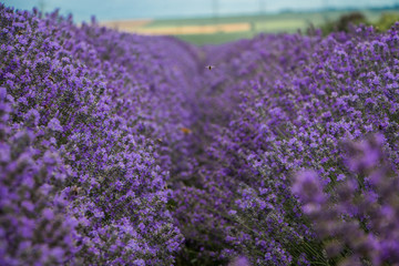 Obraz premium Field of purple lavender. Field of lavandula in Bulgaria.