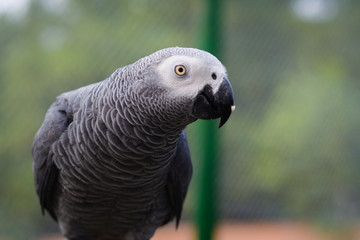 Fototapeta premium portrait of a parrot