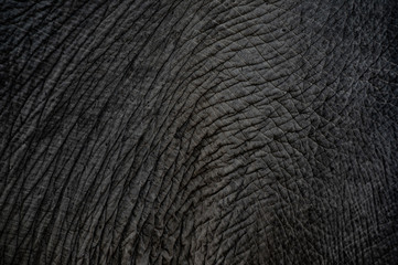 Fototapeta na wymiar elephant skin texture