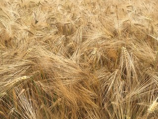 Weizenfeld