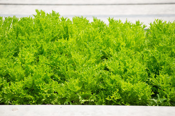 Close up of green salad  vegetable at organic hydroponic  cultivation farm  in Thailand.