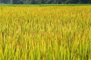 close up of ripening rice in a paddy field