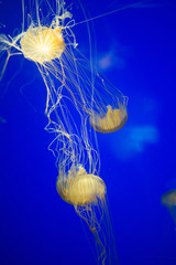 jellyfish in water