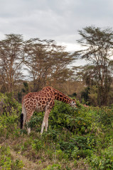 Giraffes in the jungle of Kenya under a cloudy sky