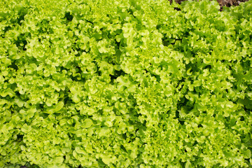 Obraz premium Close up of green salad vegetable at organic hydroponic cultivation farm in Thailand.