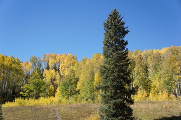 yellow trees in autumn