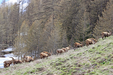 Bouquetins à la période de la mue au printemps