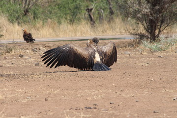 Vulture in Africa